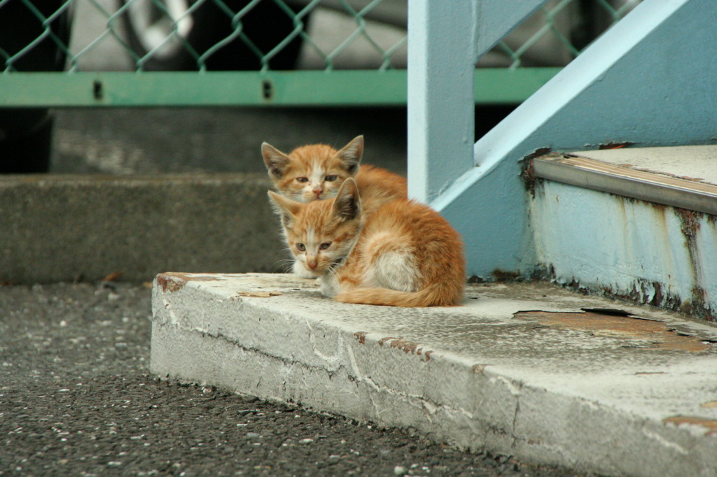 同じガラですけど、なにか？