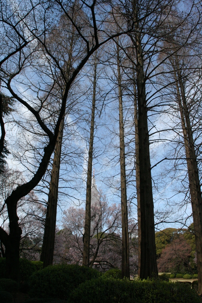 やっぱ、主役は桜かい？