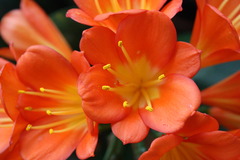 熱帯館のオレンジ色の花みっちり