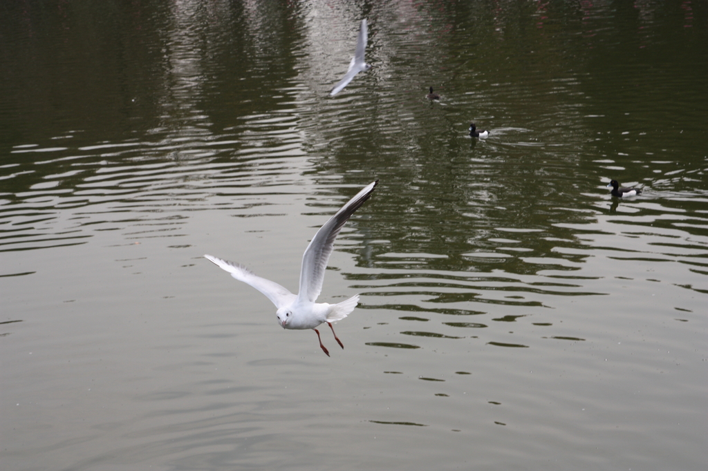 浮間公園の鳥