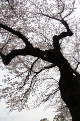 桜の枝っぷり