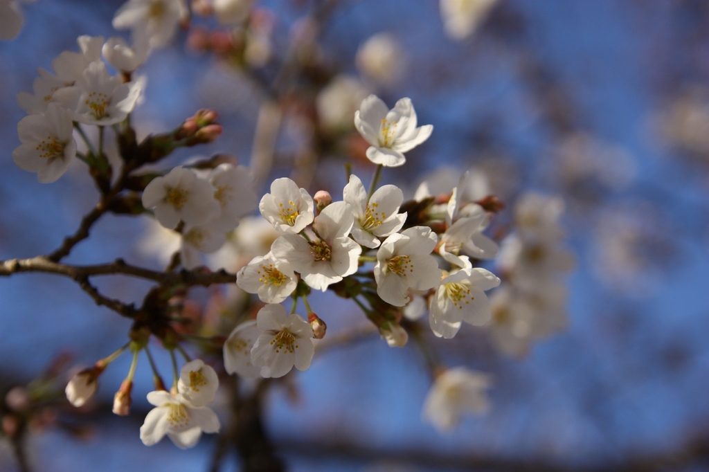 桜