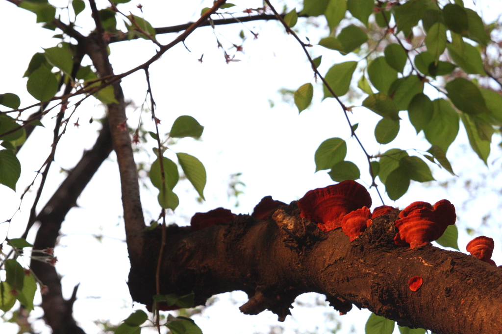 桜に生えたオレンジ色のキノコ類