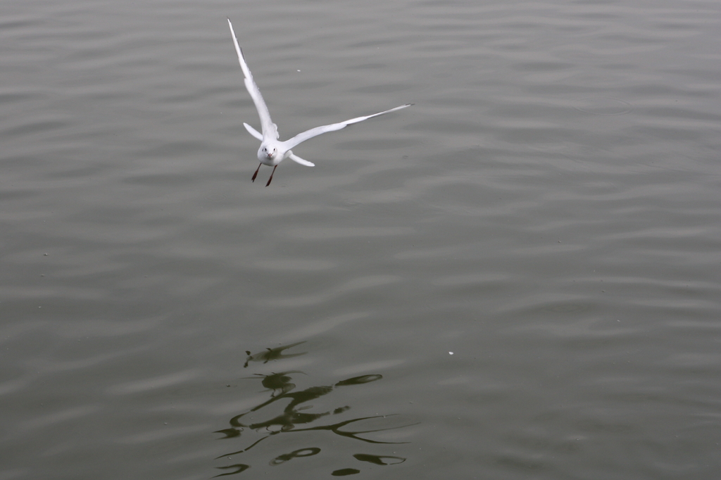 浮間公園の鳥その２