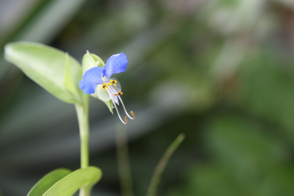 elephant　flower