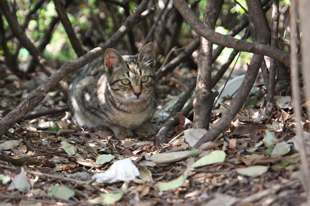 浮間公園のカモフラージュ野良猫