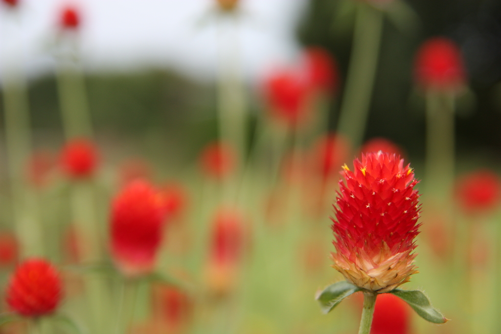 イチゴ風の花