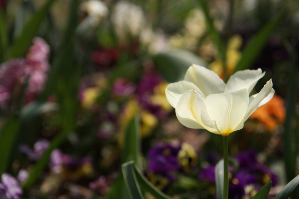 浮間公園の花壇