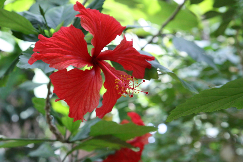 ハイビスカス＠熱帯館