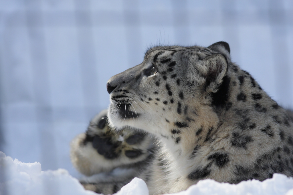 ユキヒョウ