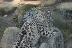 多摩動物公園　ユキヒョウ