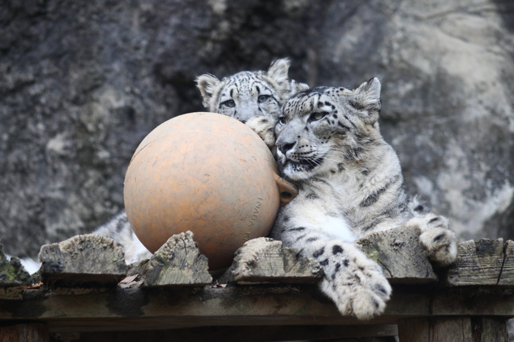 多摩動物公園　ユキヒョウ