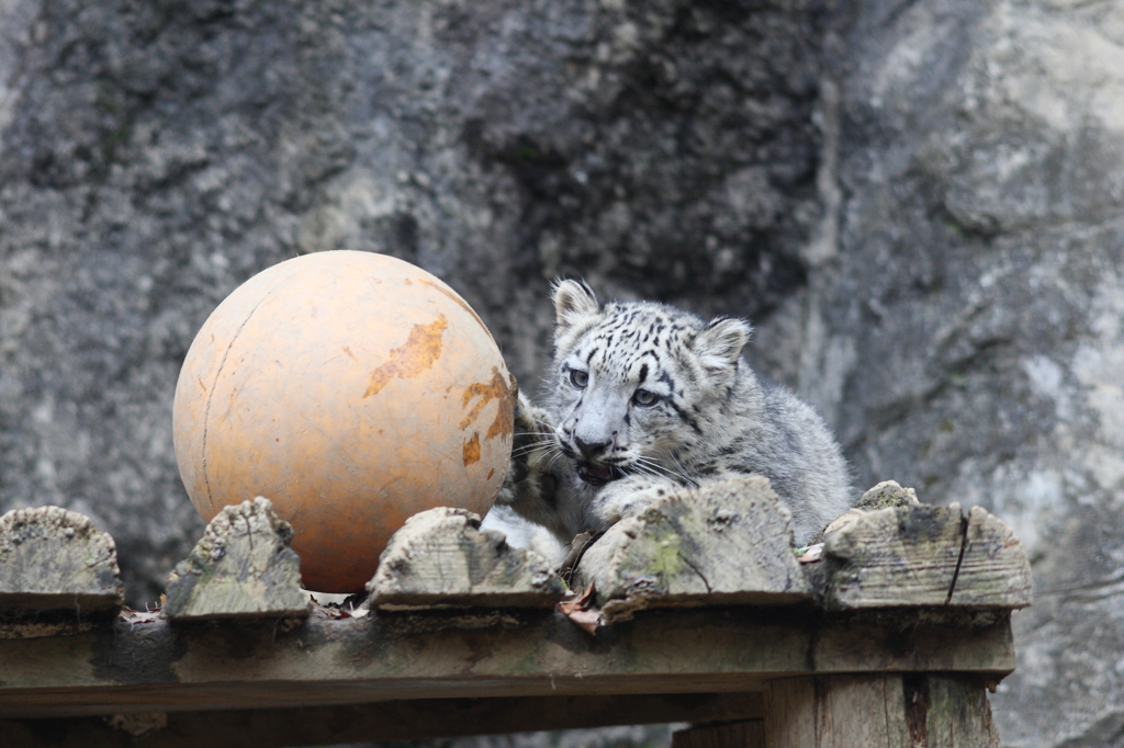 多摩動物公園　ユキヒョウ