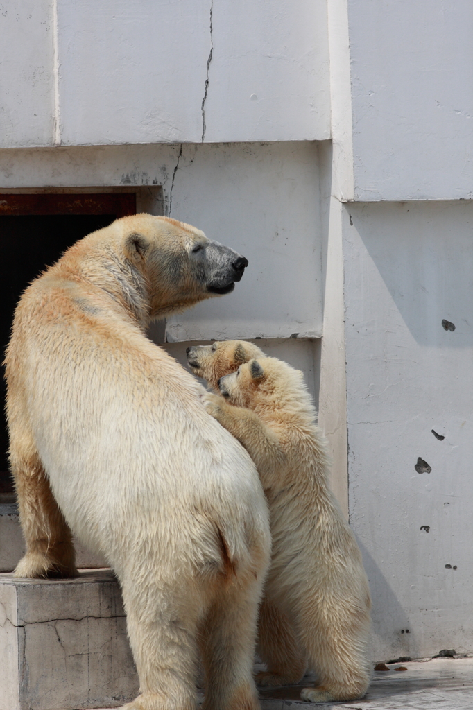 シロクマ親子