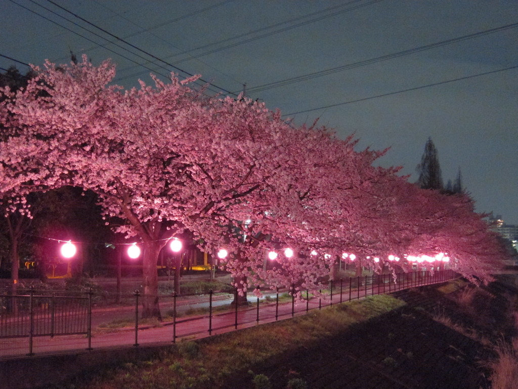 桃桜