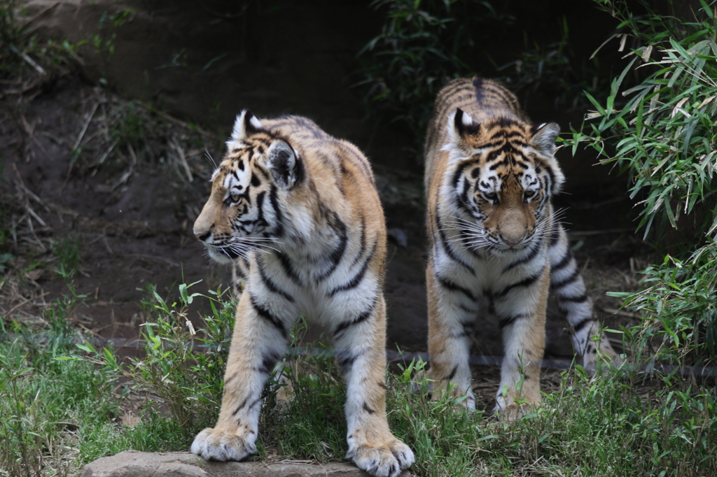 多摩動物公園　トラ