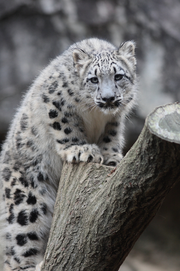 多摩動物公園　ユキヒョウ