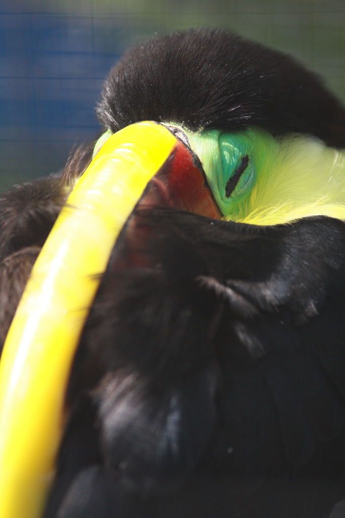 掛川花鳥園　オオハシ