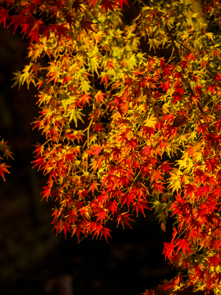 夜紅葉