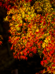 夜紅葉