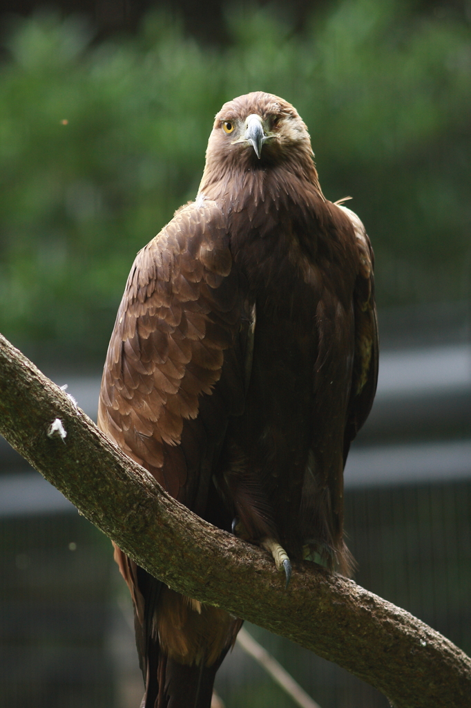 多摩動物公園　イヌワシ