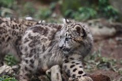 多摩動物公園　仔ユキヒョウ