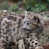 多摩動物公園　仔ユキヒョウ