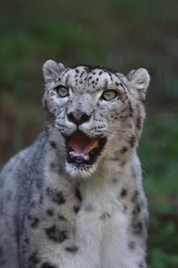 多摩動物公園　ユキヒョウ