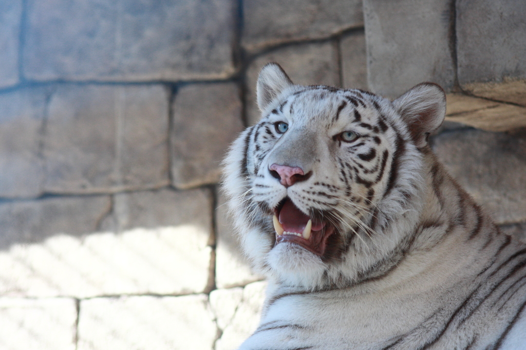 東武動物公園　ホワイトタイガー