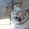 東武動物公園　ホワイトタイガー