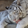 東武動物公園　ホワイトタイガー