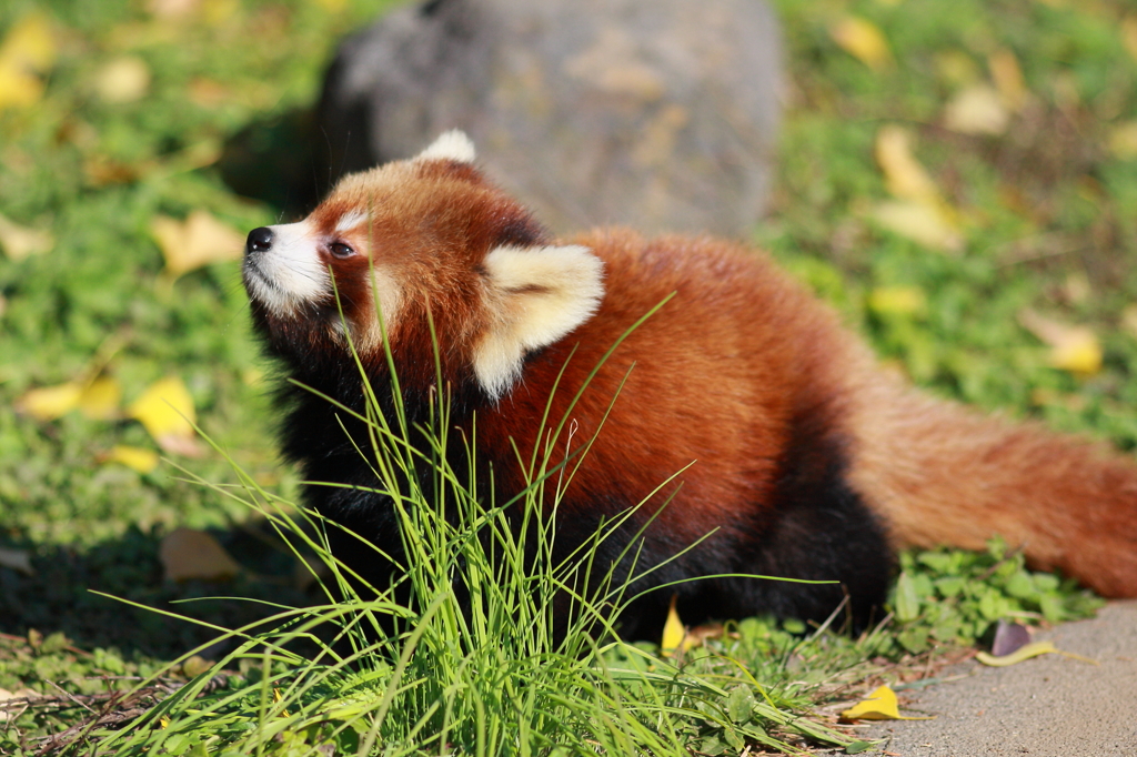 東武動物公園　レッサーパンダ