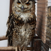 神戸花鳥園　ワシミミズク