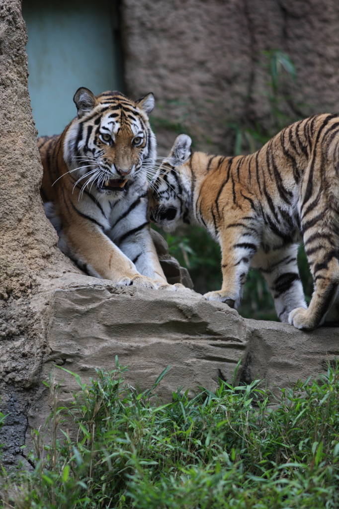 多摩動物公園　トラ