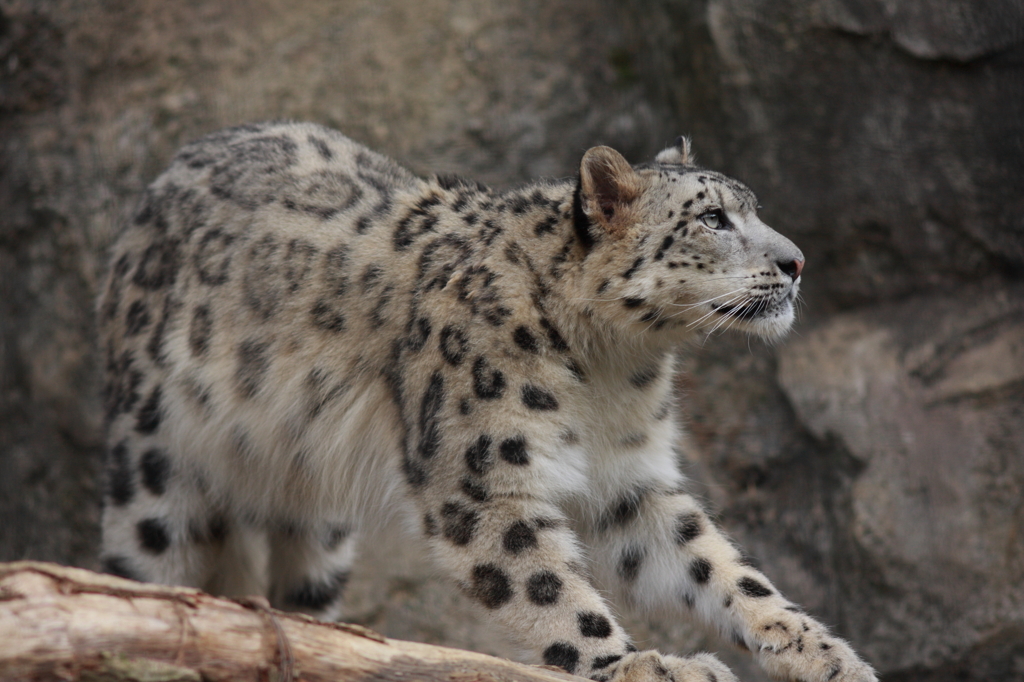 多摩動物公園　ユキヒョウ