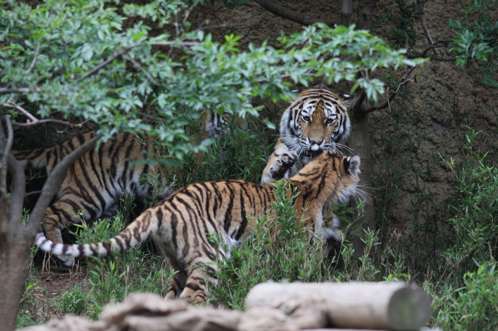 多摩動物公園　トラ