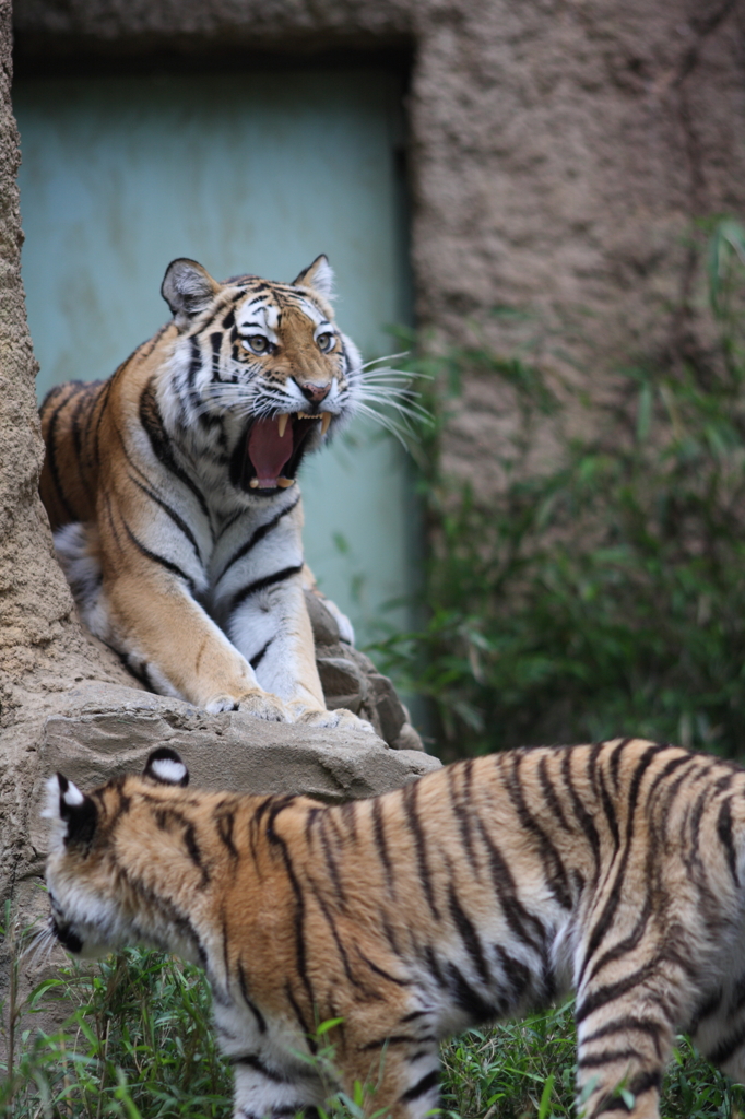 多摩動物公園　トラ