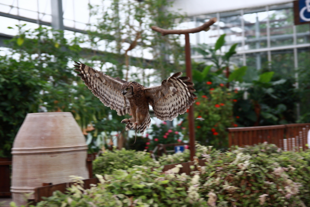 神戸花鳥園　バードショーにて