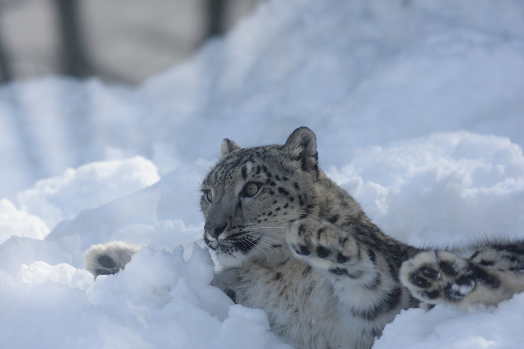 ユキヒョウ