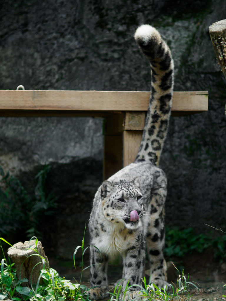 多摩動物公園_ユキヒョウ