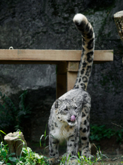 多摩動物公園_ユキヒョウ