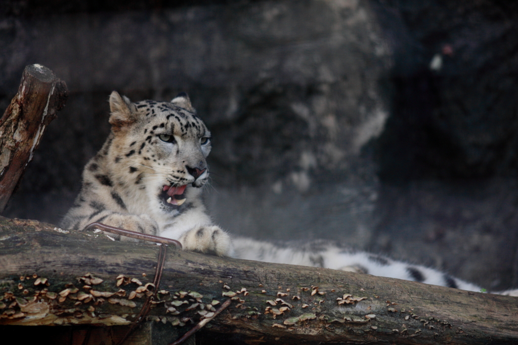 ユキヒョウ