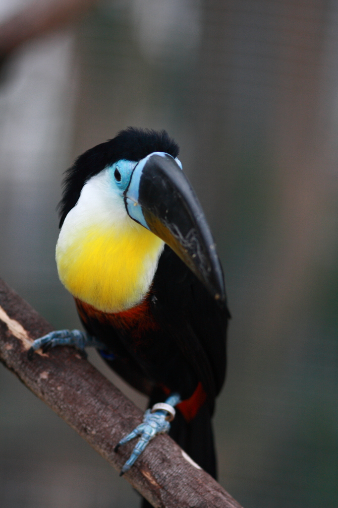 神戸花鳥園　オオハシ