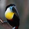 神戸花鳥園　オオハシ