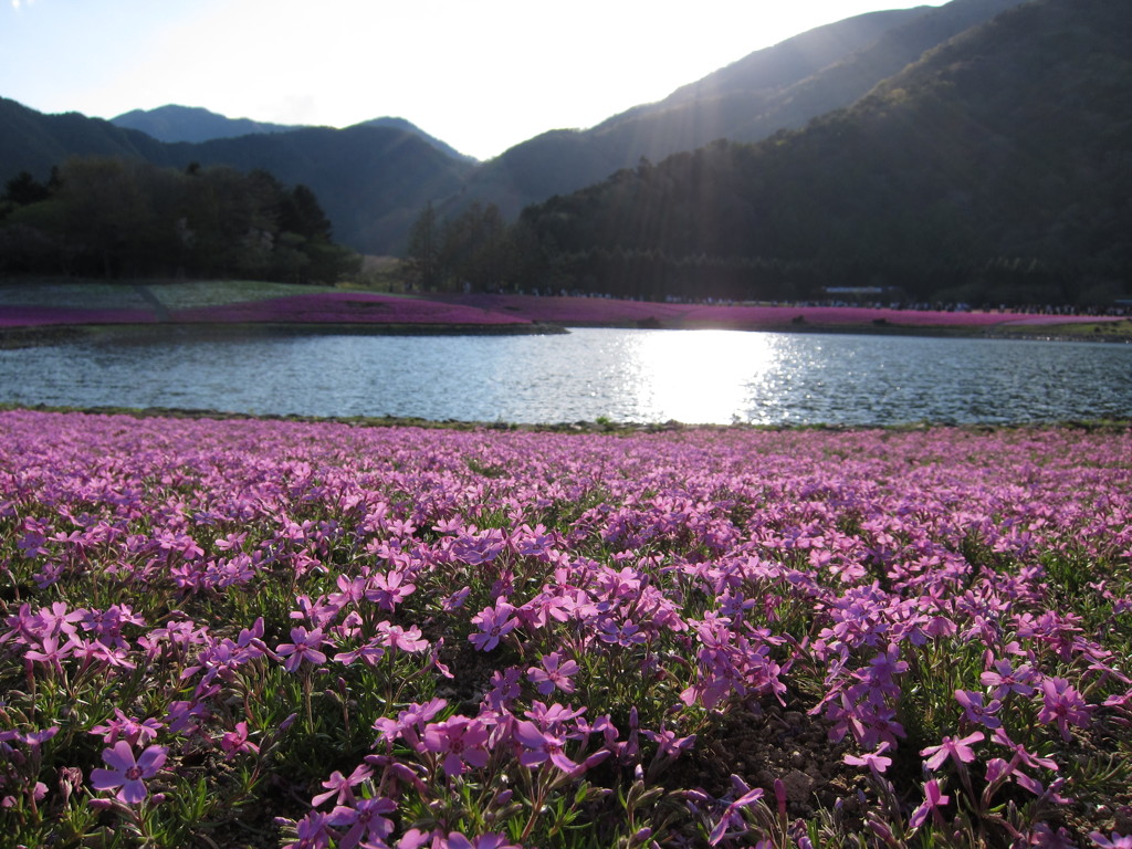 芝桜