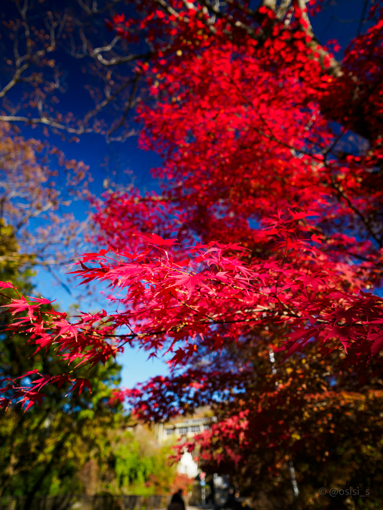 紅たちのぼる