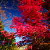 紅たちのぼる