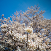 一本桜