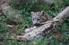 多摩動物公園　仔ユキヒョウ