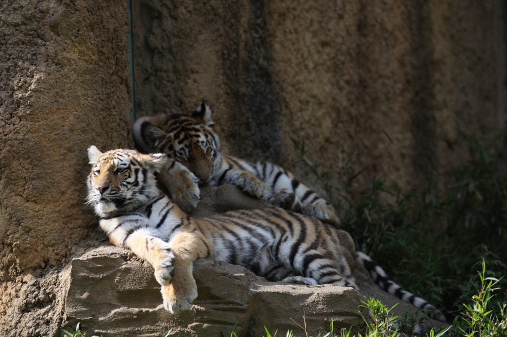 多摩動物公園　トラ